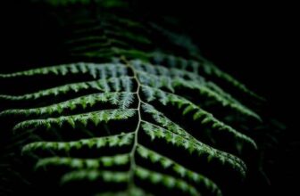 AMPK Suppresses Vascular Inflammation In Vivo!